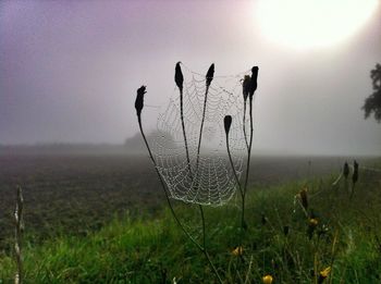 Plants growing on field