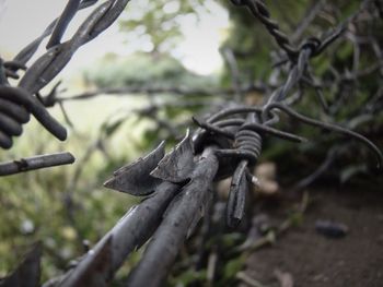 Close-up of tree trunk