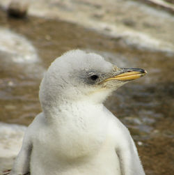 Close-up of bird