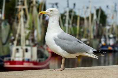 Close-up side view of a seagull against boats