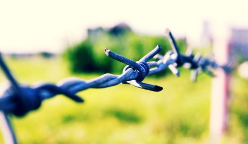 Close-up of barbed wire