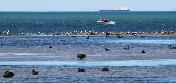 View of birds in sea