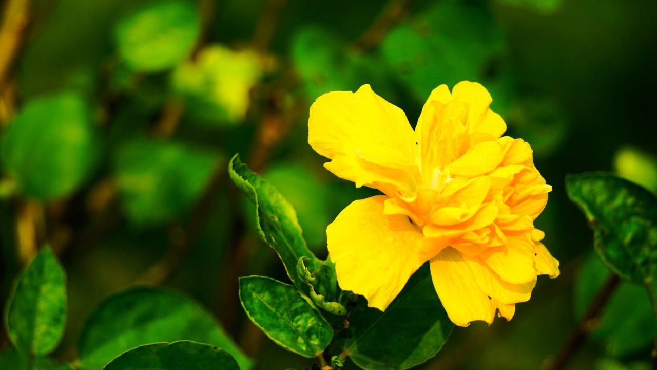 flower, freshness, petal, yellow, fragility, flower head, close-up, vibrant color, stem, springtime, growth, blossom, beauty in nature, in bloom, single flower, focus on foreground, softness, nature, stamen, selective focus, plant, botany, outdoors, day, yellow color, bloom, green color, no people, sepal