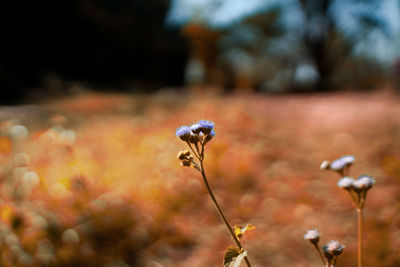 Close-up of red flowering plant on field