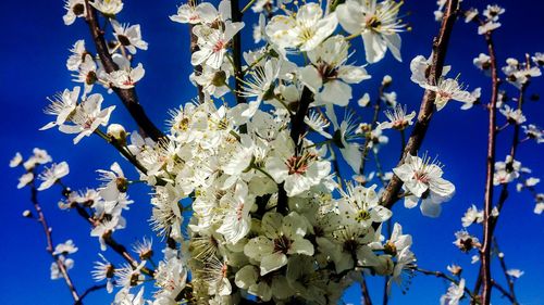 Low angle view of flowers blooming on tree