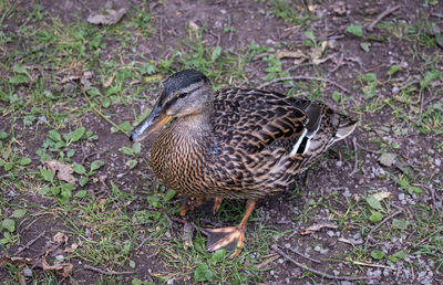 High angle view of mallard duck on field