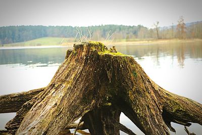 Close-up of tree trunk by lake against sky