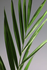 Studio shot palm leaf side light minimal background.