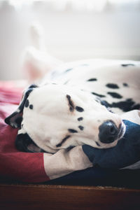 Close-up of dog sleeping at home