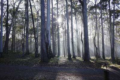 Trees in forest