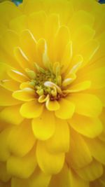 Close-up of yellow flower