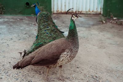 Close-up of peacock