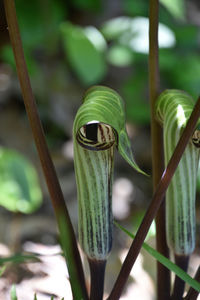 Close-up of plant