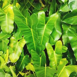 Close-up of green leaves