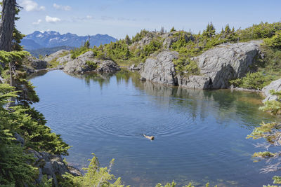 Birds flying over lake