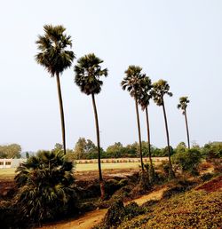 Palm trees on field against clear sky