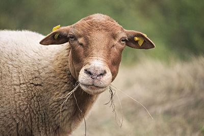 Close-up portrait of sheep 