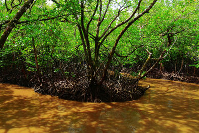 Surface level of water flowing in forest