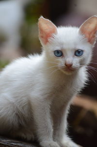 Close-up portrait of white cat