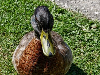 High angle view of duck on field