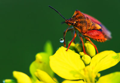 Close-up of bug on yellow flower at park