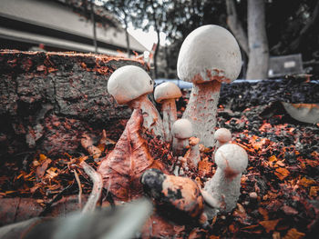 Close-up of mushrooms growing on field during autumn