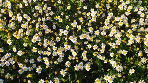 Close-up of yellow flowering plants