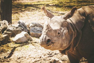 Close-up of animal on field