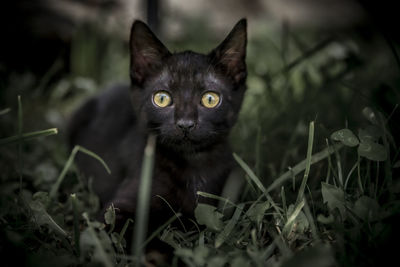 Close-up portrait of a cat on field