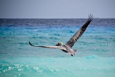 View of seagull flying over sea against sky