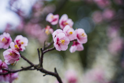 Plum blossom