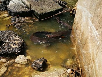 High angle view of turtle in lake