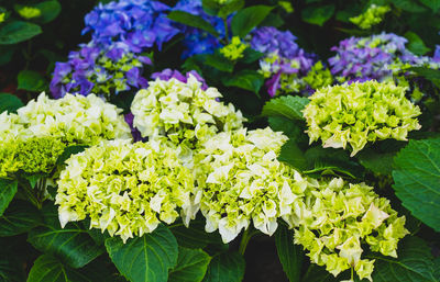 Close-up of hydrangea flowers