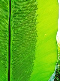 Full frame shot of green leaf