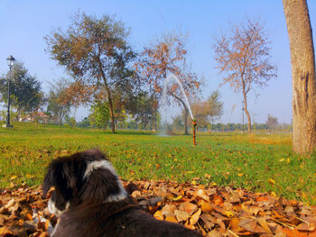 Dog on grassy field