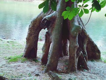 View of tree trunk at seaside