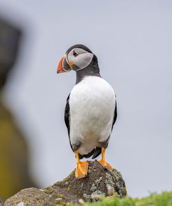 Close-up of seagull perching on rock