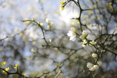 Low angle view of cherry blossoms in spring