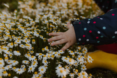 Close up child hand touching wild flowers