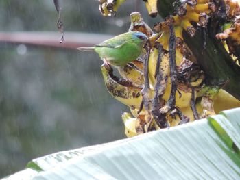 Close-up of bird perching outdoors