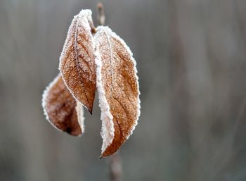 Close-up of frozen leaves