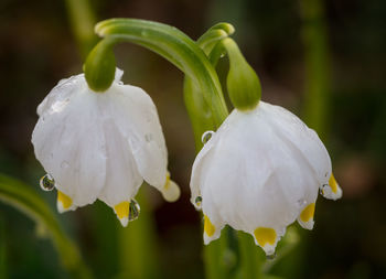 Close-up of wet white flower blooming outdoors