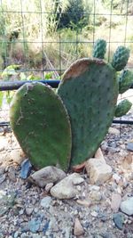Close-up of cactus growing on rock