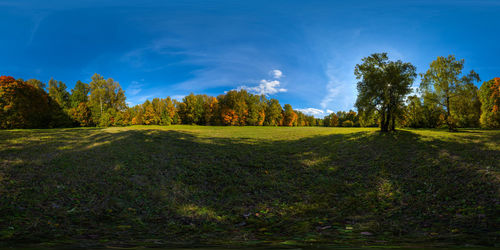 360 by 180 degree spherical panorama of sunny autumnal meadow and yellow forest on its edges