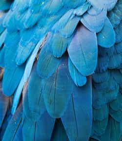 Full frame shot of peacock