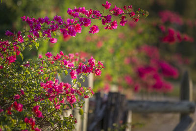 Close-up of pink flowering plant in park