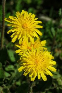 Close-up of yellow flower