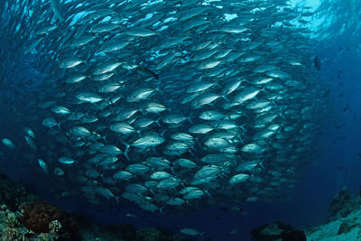 Fish swimming in sea