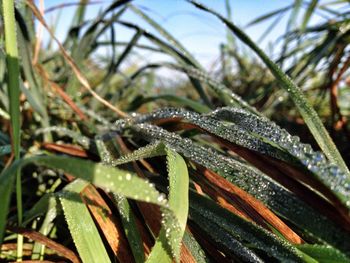 Close-up of leaf on grass