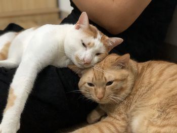 Close-up of a cat with eyes closed